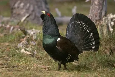 Urogallo jigsaw puzzle