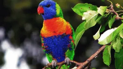 Lorichetto arcobaleno jigsaw puzzle