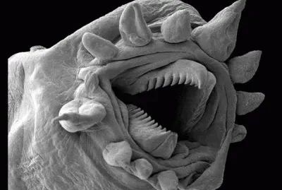 Verme del diavolo jigsaw puzzle