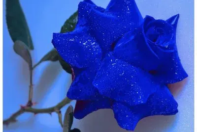 פאזל של imagem