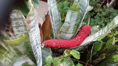 flores jigsaw puzzle