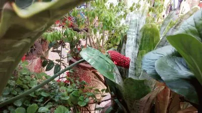 flores jigsaw puzzle