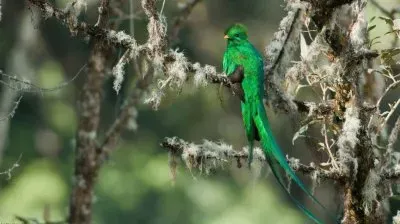 Uccello del paradiso verde brillante