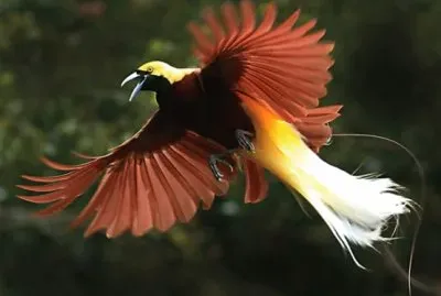 פאזל של Uccello del paradiso minore