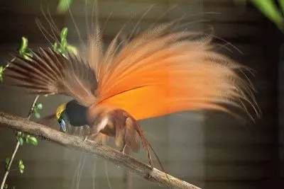 פאזל של Uccello del paradiso maggiore