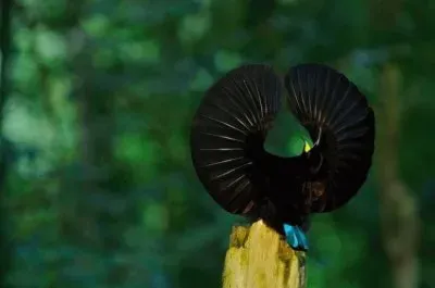 פאזל של Uccello del paradiso in fase di corteggiamento