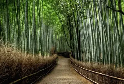 CaÃ±as de BambÃº, JapÃ³n jigsaw puzzle