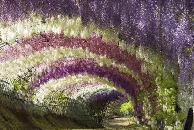 JardÃ­n Kawachi Fuji jigsaw puzzle