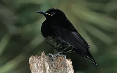 פאזל של Uccello del paradiso fucile