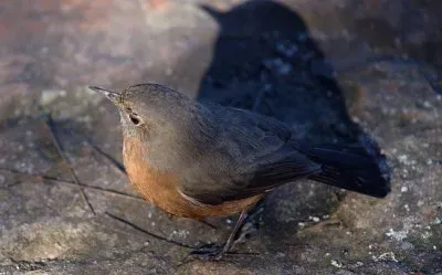 פאזל של Origma