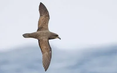 פאזל של Petrello ali grandi