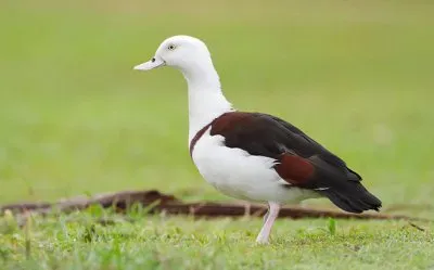 פאזל של Casarsa radja