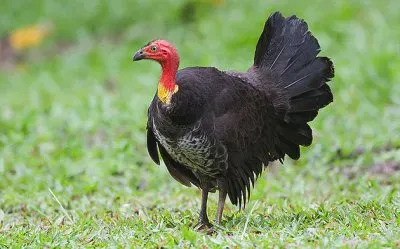 פאזל של Megapodo australiano