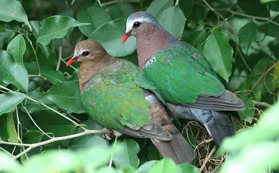 פאזל של Tortora smeraldo