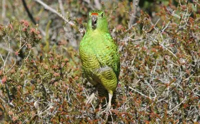 פאזל של Pappagallo terragnolo