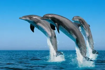 פאזל של delfines