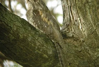 פאזל של Boccadirana papua