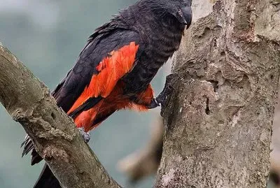 Pappagallo vulturino