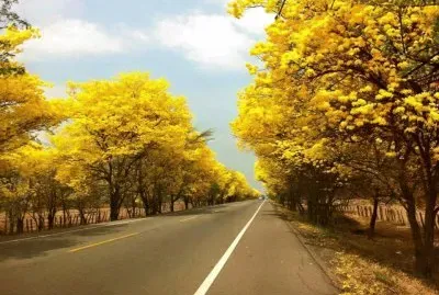 Camino de AragÃ¼aney. GuÃ¡rico, Venezuela jigsaw puzzle