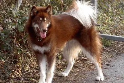 Canadian eskimo