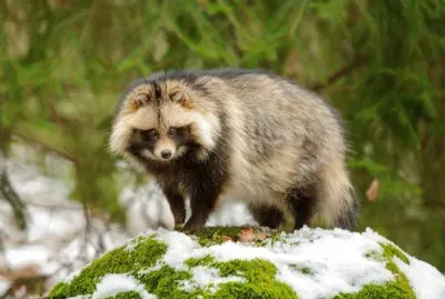 Tanuki
