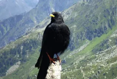 Gracchio alpino jigsaw puzzle