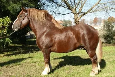 Agricolo italiano jigsaw puzzle