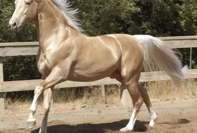 Akhal teke jigsaw puzzle