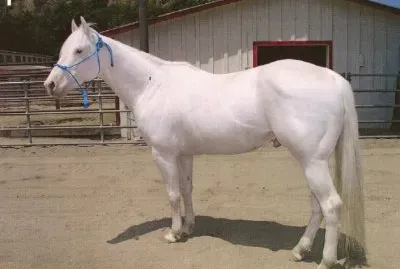 Albino jigsaw puzzle