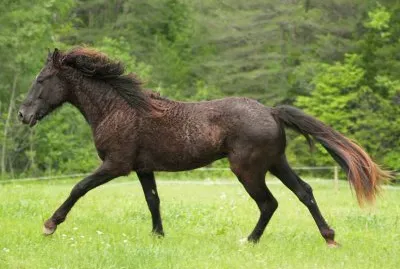 American curly jigsaw puzzle