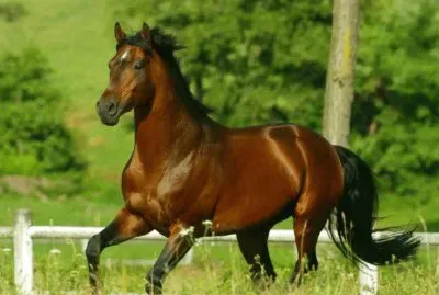 Anglo arabo sardo jigsaw puzzle