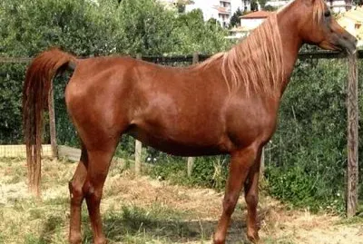 Anglo arabo francese jigsaw puzzle