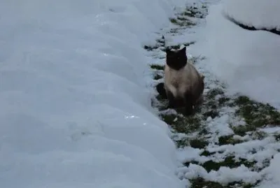 ma misette jigsaw puzzle