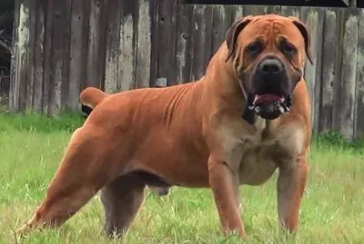 Boerboel