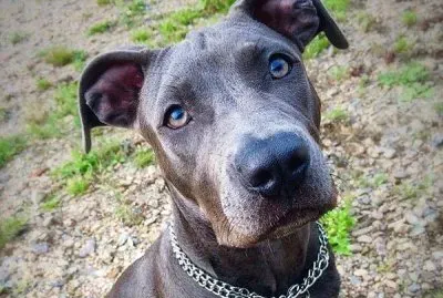 Amstaff