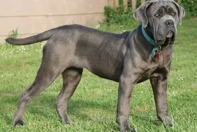 Mastino napoletano