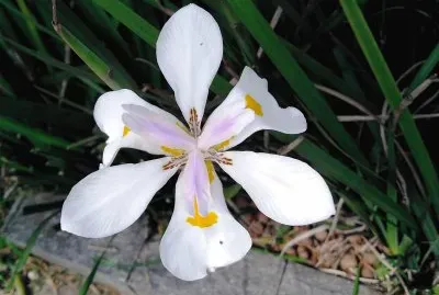 flor de jardim morÃ©ia