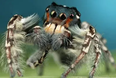 Dancing spider