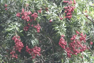 Lychee jigsaw puzzle