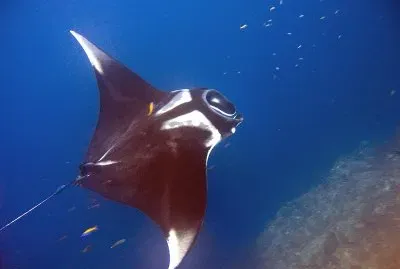 Manta