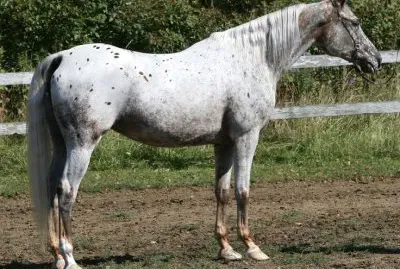 Araappoloosa jigsaw puzzle