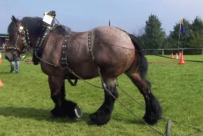 Ardennese jigsaw puzzle