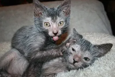 Lykoi