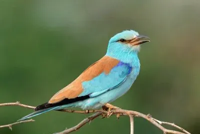 Ghiandaia marina jigsaw puzzle