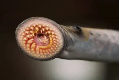 Lampreda