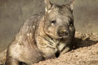 Vombato dal naso peloso