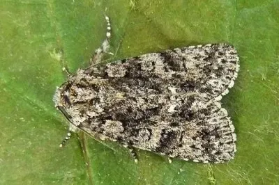 Acronicta rumicis