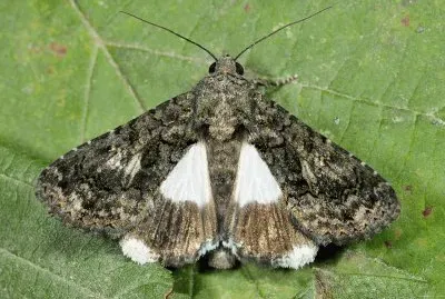Aedia leucomelas