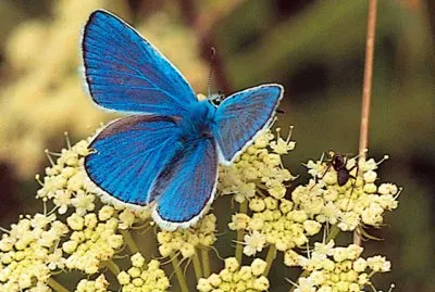 Argo azzurro