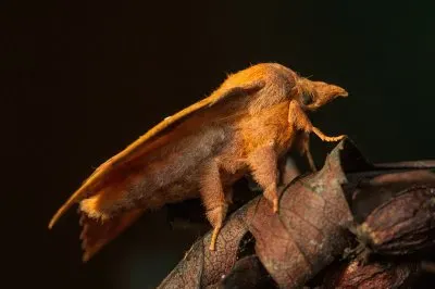 Bombice della quercia